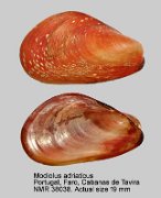 Modiolus adriaticus (3)